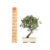 Quercus suber - B5539