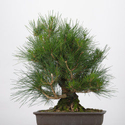 Pinus thumbergii - B3284