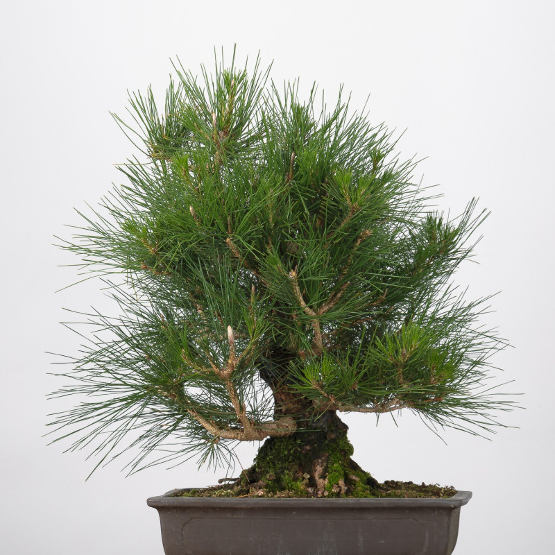 Pinus thumbergii - B3284
