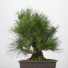 Pinus thumbergii - B3284