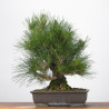 Pinus thumbergii - B3284