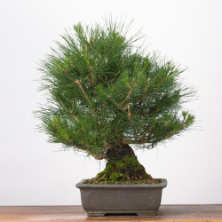 Pinus thumbergii - B3284