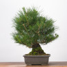 Pinus thumbergii - B3284