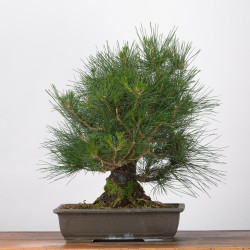 Pinus thumbergii - B3284