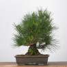 Pinus thumbergii - B3284
