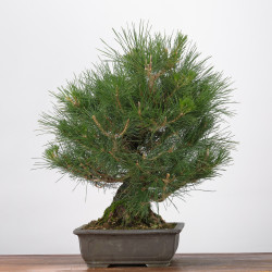 Pinus thumbergii - B3284