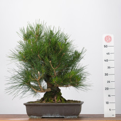 Pinus thumbergii - B3284