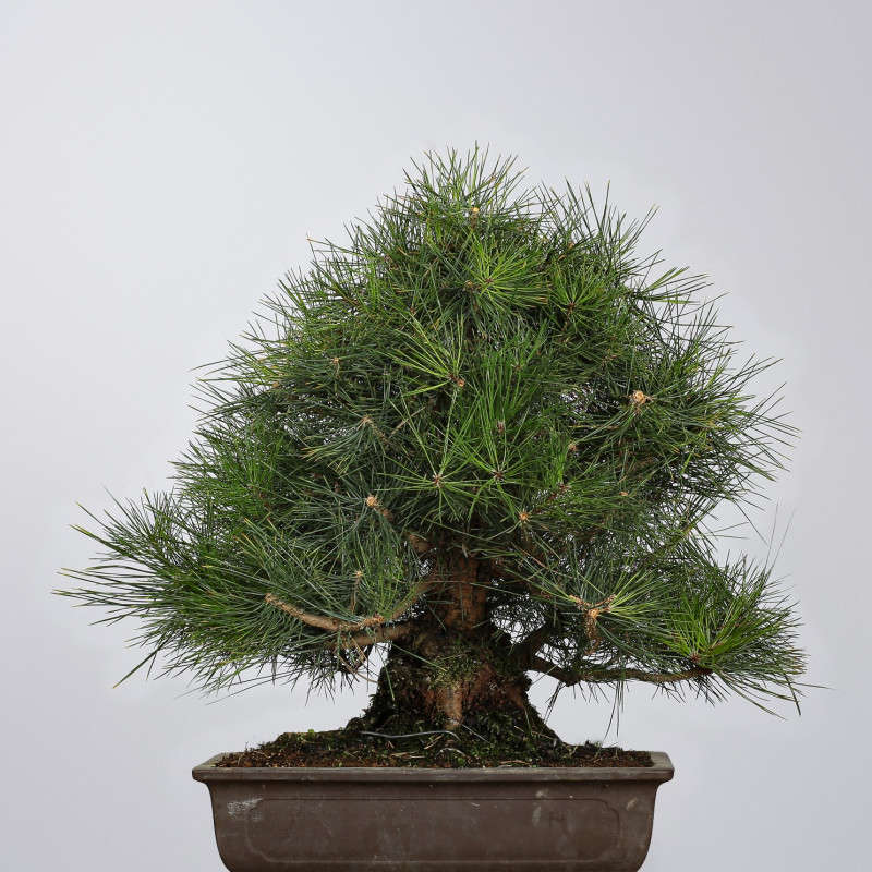 Pinus thunbergii - B4281