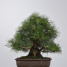 Pinus thunbergii - B4281