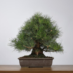 Pinus thunbergii - B4281