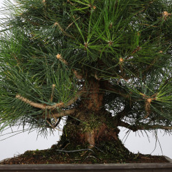 Pinus thunbergii - B4281