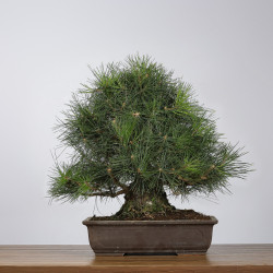 Pinus thunbergii - B4281