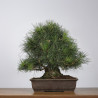 Pinus thunbergii - B4281