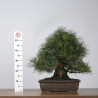 Pinus thunbergii - B4281