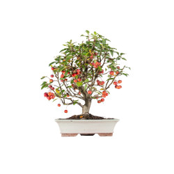 Malus Everest - B5541