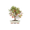 Malus Everest - B5541