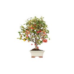 Malus Everest - B5541