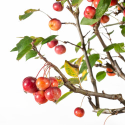 Malus Everest - B5541