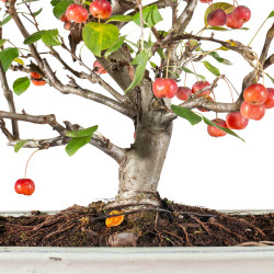 Malus Everest - B5541