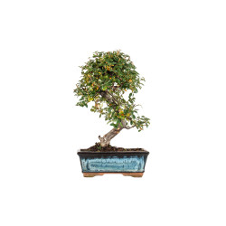 Cotoneaster spp. - B5542