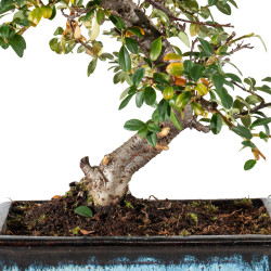 Cotoneaster spp. - B5542