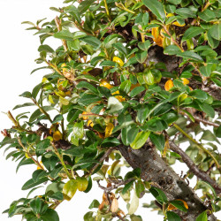 Cotoneaster spp. - B5542