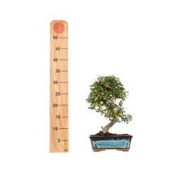 Cotoneaster spp. - B5542