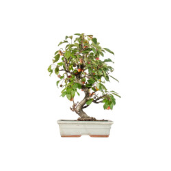 Malus Everest - B5549