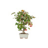 Malus Everest - B5549