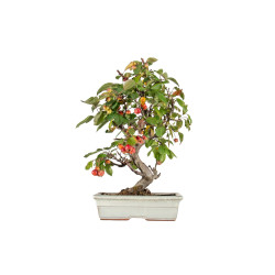 Malus Everest - B5549