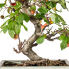 Malus Everest - B5549