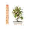 Malus Everest - B5549