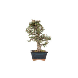 Cotoneaster - B5543