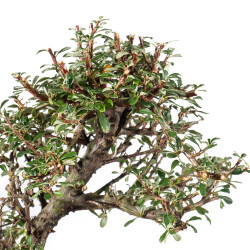 Cotoneaster - B5543
