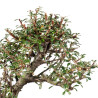 Cotoneaster - B5543