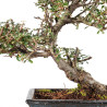 Cotoneaster - B5543