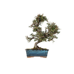 Cotoneaster - B5544