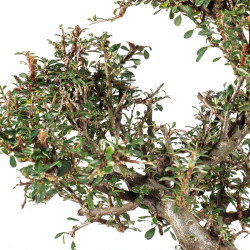 Cotoneaster - B5544