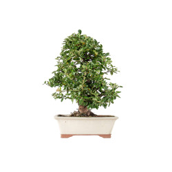 Pyracantha - B5546