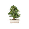 Pyracantha - B5546