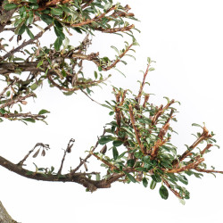 Cotoneaster - B5547