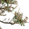 Cotoneaster - B5547