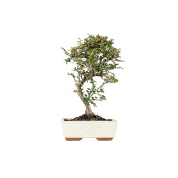 Cotoneaster - B5548