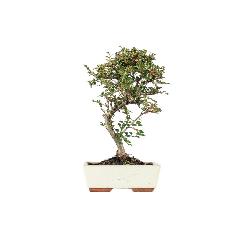 Cotoneaster - B5548