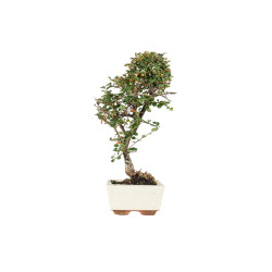 Cotoneaster - B5548