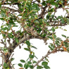 Cotoneaster - B5548
