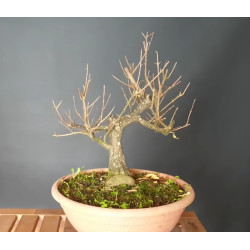 Punica granatum nejikan