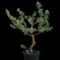 Pinus sylvestris - Maceta...