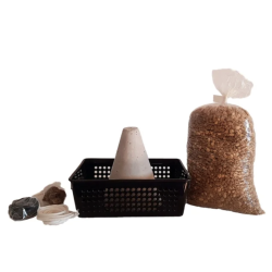 Kit NEAGARI URBANO Bonsai Zero