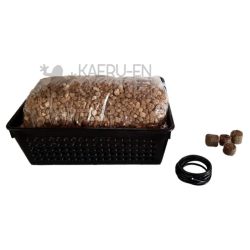 Kit cultivo en coladores...